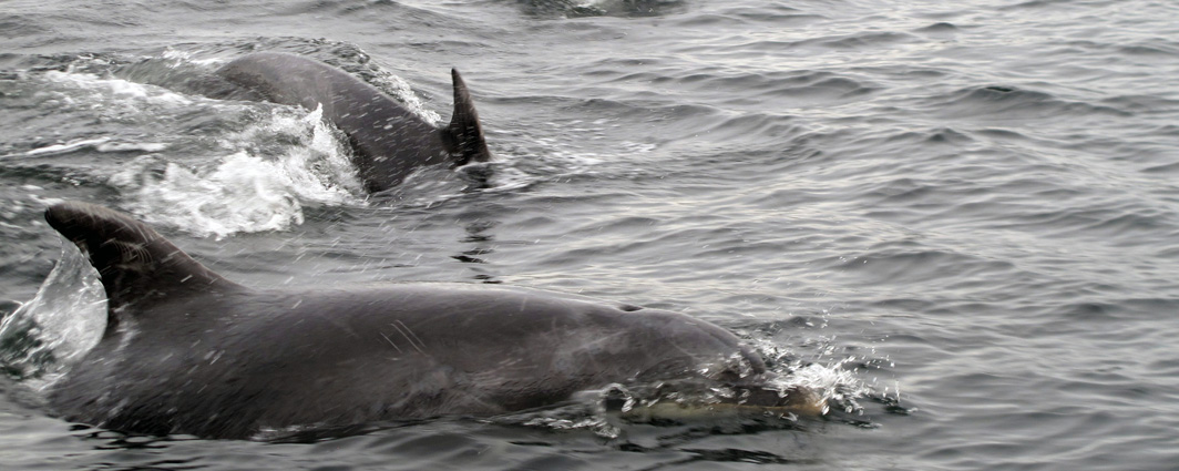 Bottle-nosed Dolphin viewed from Aihe Eco Charters & Water Taxi, in Paterson Inlet
